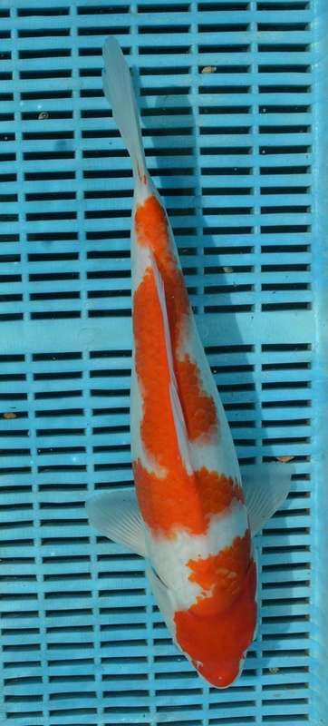 Happy Koi Koi Fish Auction