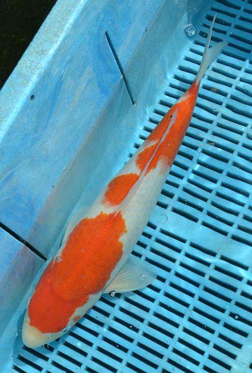 Happy Koi Koi Fish Auction