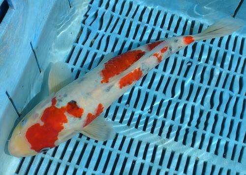 Happy Koi Koi Fish Auction