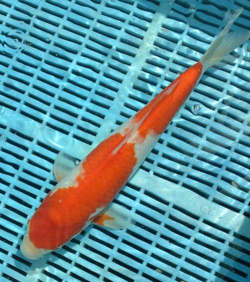 Happy Koi Koi Fish Auction