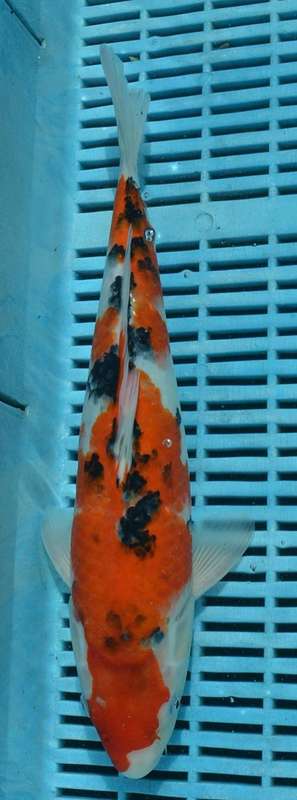 Happy Koi Koi Fish Auction