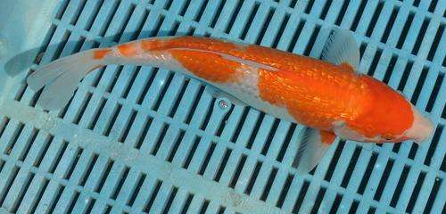 Happy Koi Koi Fish Auction