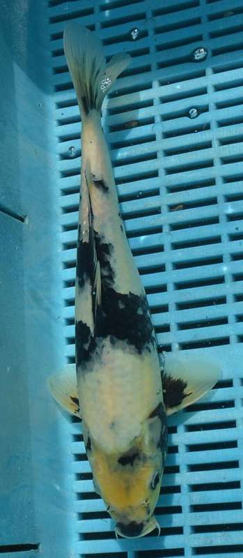 Happy Koi Koi Fish Auction