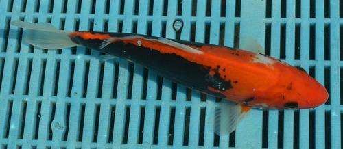 Happy Koi Koi Fish Auction