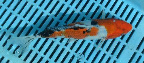 Happy Koi Koi Fish Auction