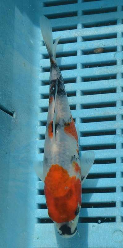 Happy Koi Koi Fish Auction