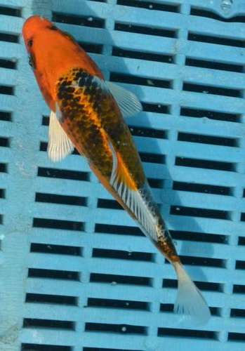 Happy Koi Koi Fish Auction
