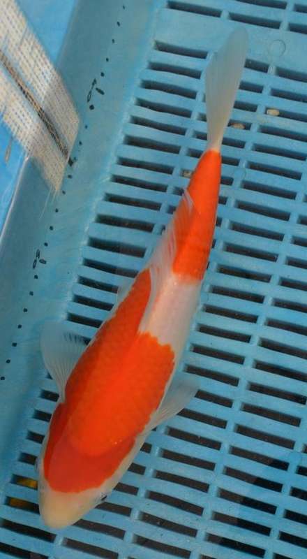 Happy Koi Auction