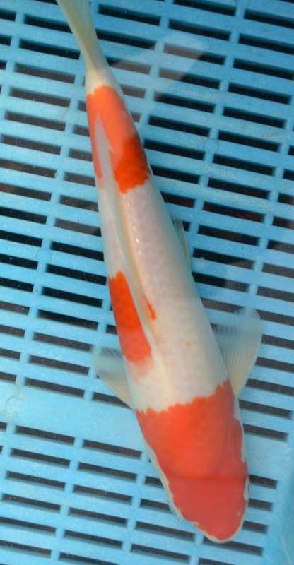Happy Koi Auction
