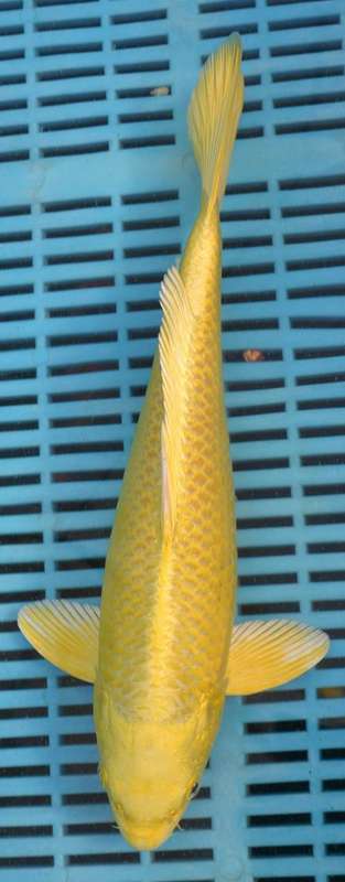 Happy Koi Auction