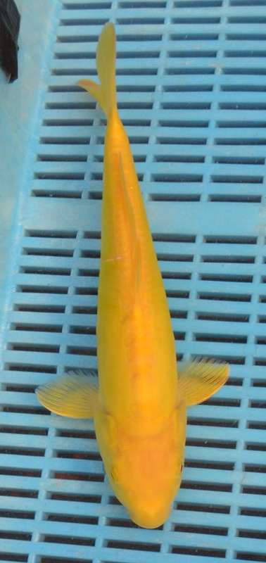 Happy Koi Auction
