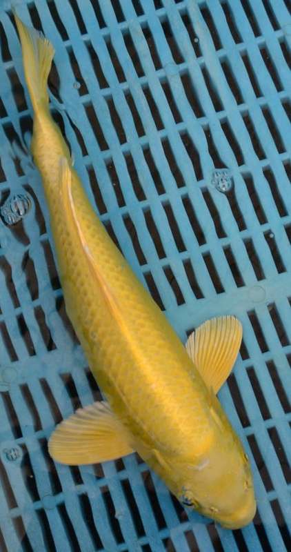 Happy Koi Auction
