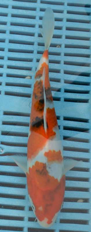 Happy Koi Auction