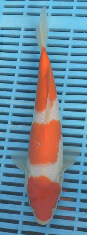 Happy Koi Auction