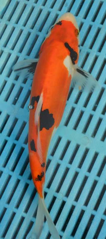 Happy Koi Auction