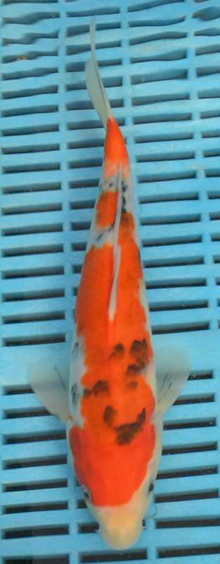 Happy Koi Auction