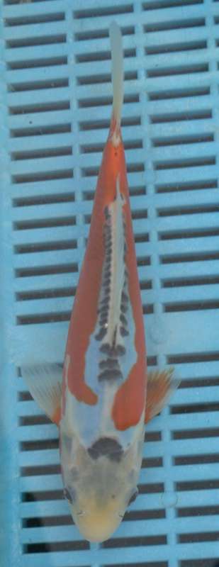 Happy Koi Auction