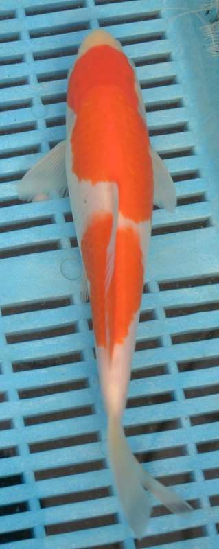 Happy Koi Auction