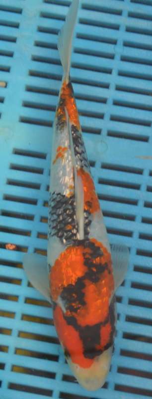 Happy Koi Auction