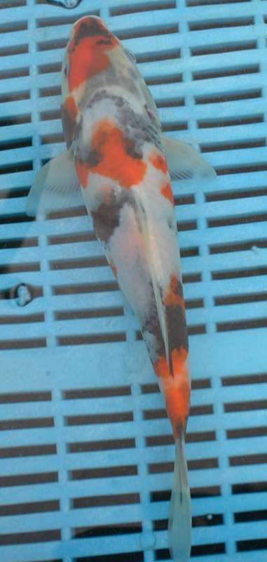 Happy Koi Auction