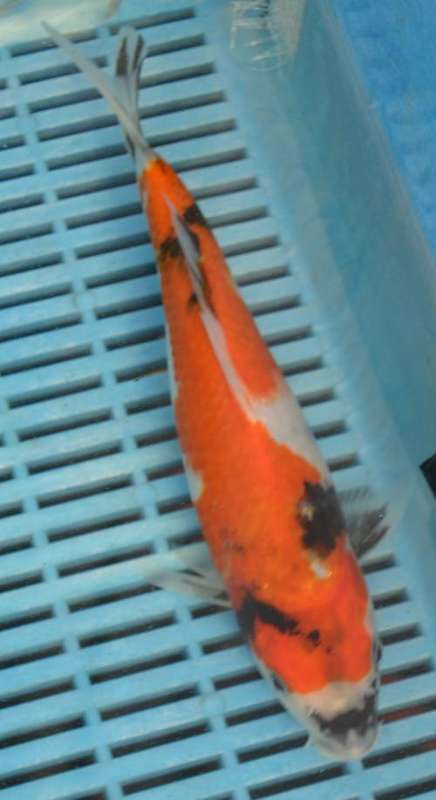 Happy Koi Auction