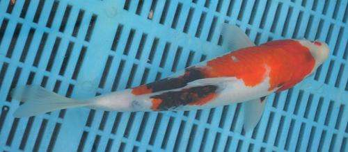 Happy Koi Auction