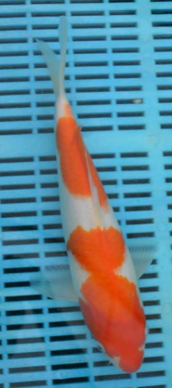 Happy Koi Auction