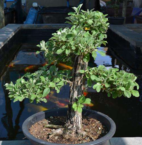 Happy Koi Auction