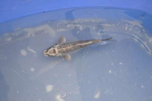 Happy Koi Auction May 2015