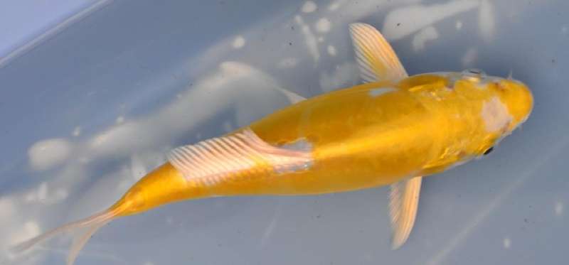 Happy Koi Auction May 2015
