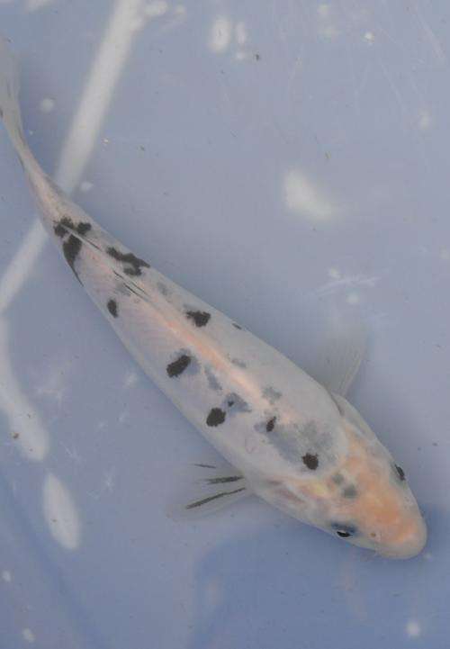 Happy Koi Auction May 2015
