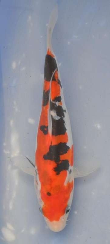 Happy Koi Auction May 2015