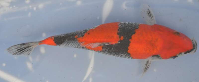 Happy Koi Auction May 2015
