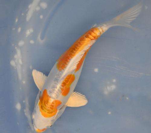 Happy Koi Auction May 2015