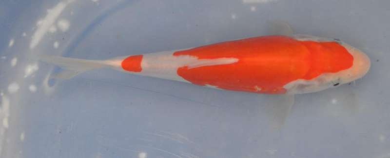 Happy Koi Auction May 2015