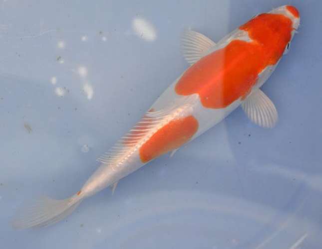 Happy Koi Auction May 2015