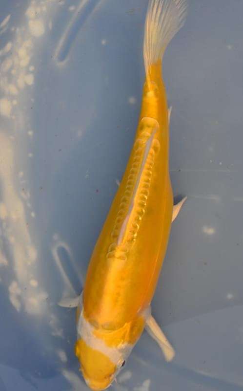 Happy Koi Auction May 2015