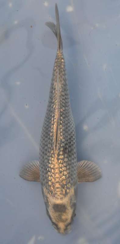 Happy Koi Auction May 2015