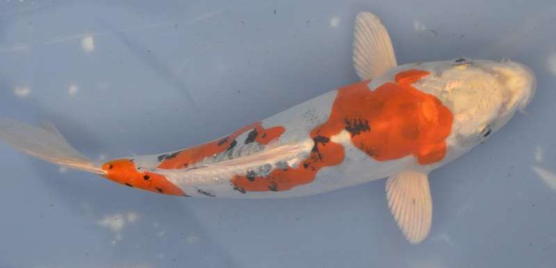 Happy Koi Auction May 2015