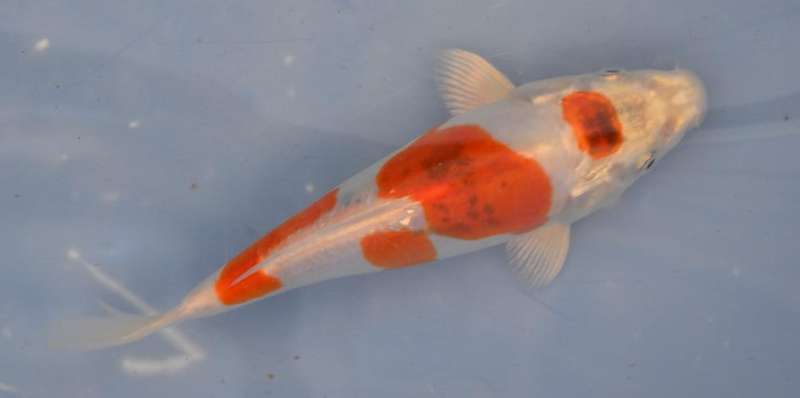 Happy Koi Auction May 2015