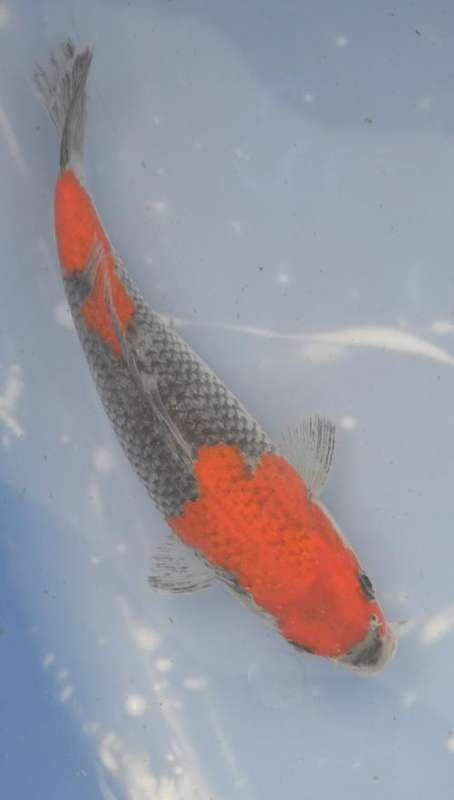Happy Koi Auction May 2015