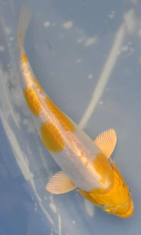 Happy Koi Auction May 2015