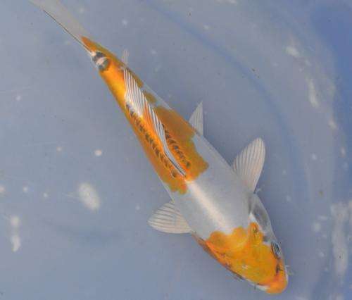 Happy Koi Auction May 2015