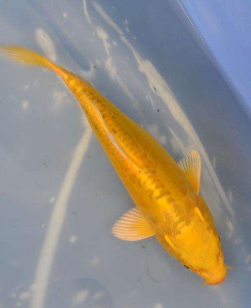 Happy Koi Auction May 2015