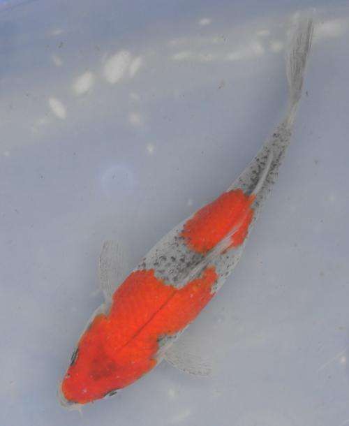 Happy Koi Auction May 2015