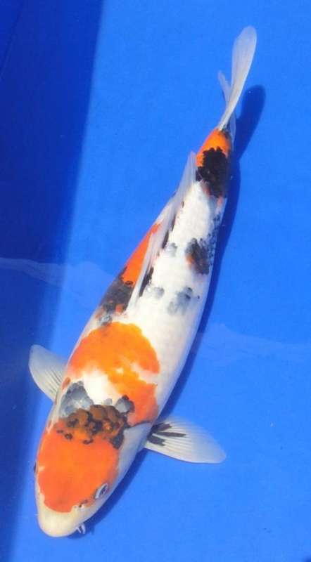 Happy Koi Koi Fish Auction