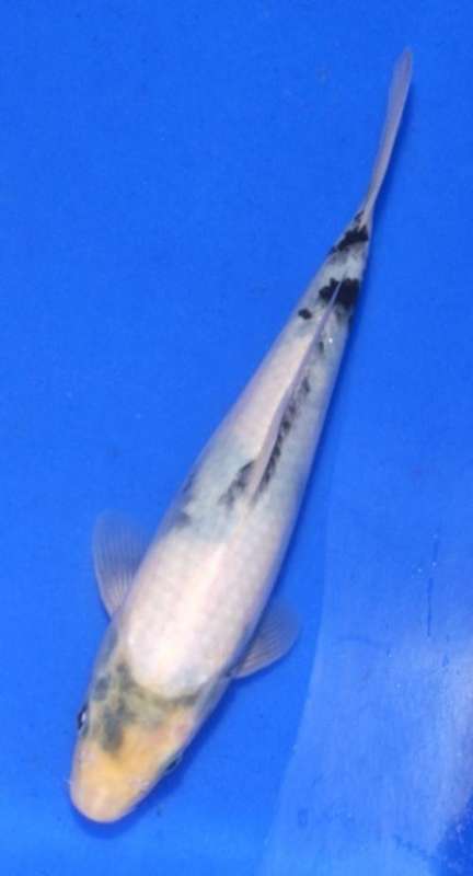 Happy Koi Koi Fish Auction