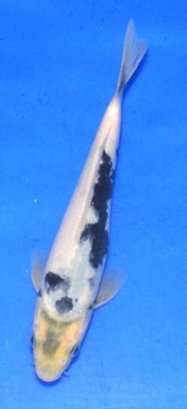 Happy Koi Koi Fish Auction