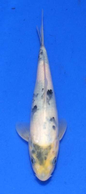 Happy Koi Koi Fish Auction