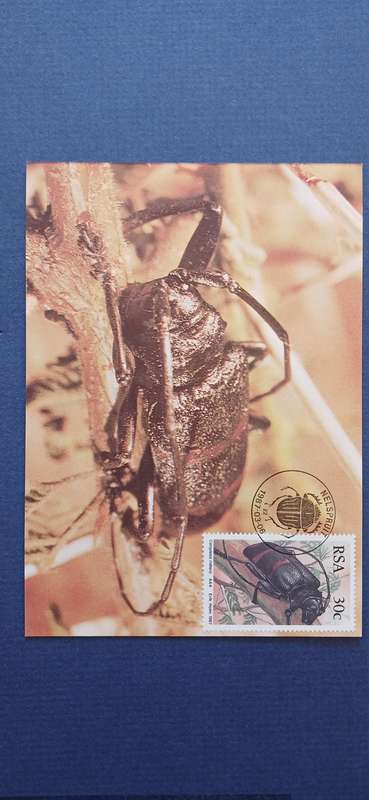 SOUTH AFRICA 1987 BEETLES